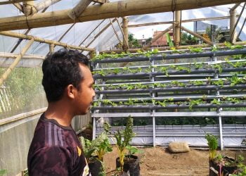 Kembangkan Internet of Things Untuk Pertanian Warga Kota dan Milenial