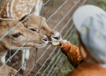 Karakter Baik dan Buruk