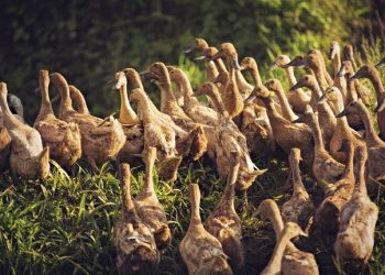 Organisasi Grudak-Gruduk