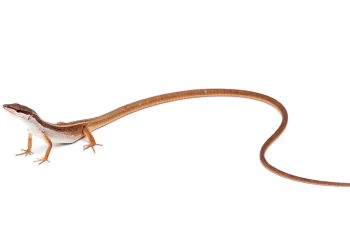 Keberhasilan di Ujung Ekor