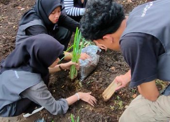 Mahasiswa KKN 55 UNISRI Laksanakan Proker Budidaya Tanaman Apotek Hidup di Desa Kranggan
