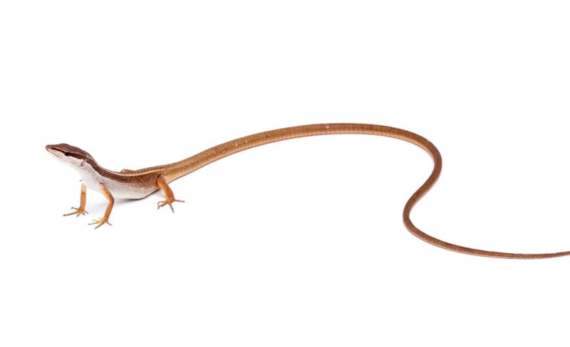 03WAQtails_2x1